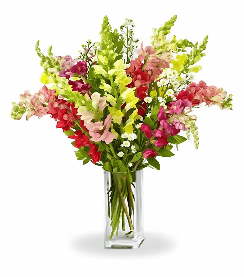 Super Snapdragons - Flower Delivery New Zealand