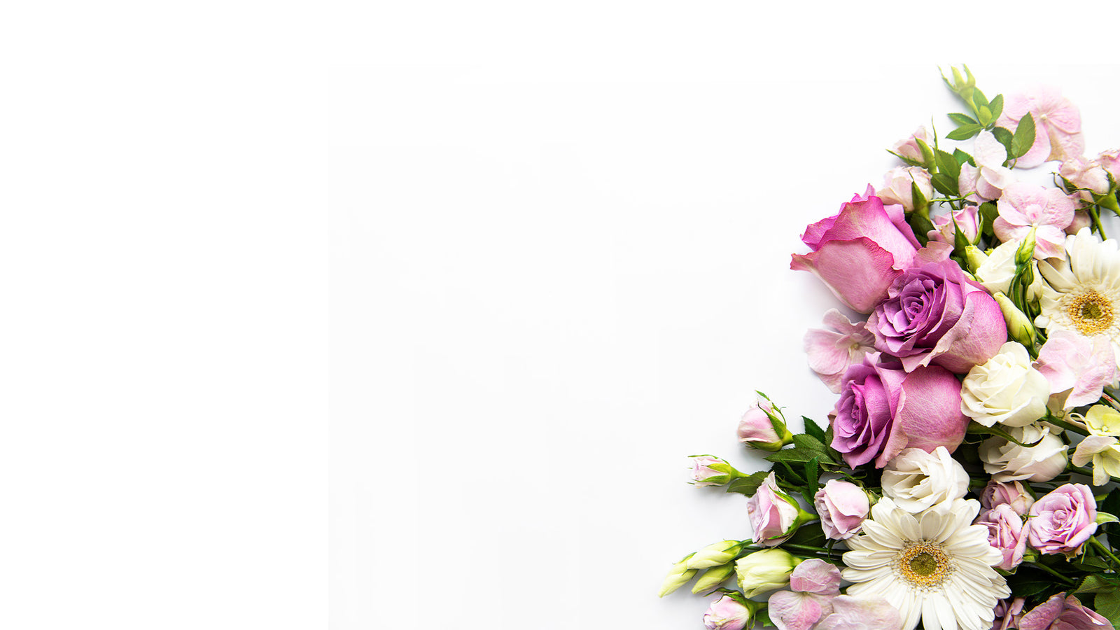 Purple and White Flowers on a white background