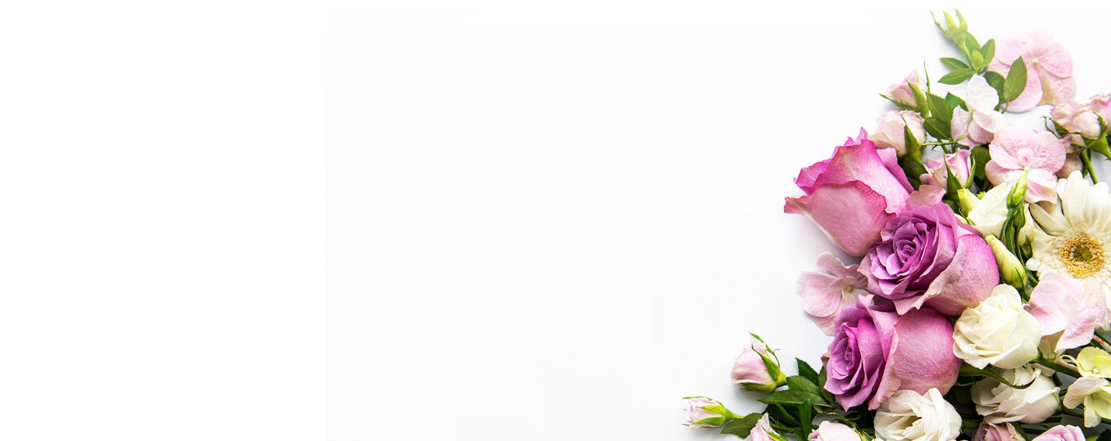Purple and White Flowers on a white background