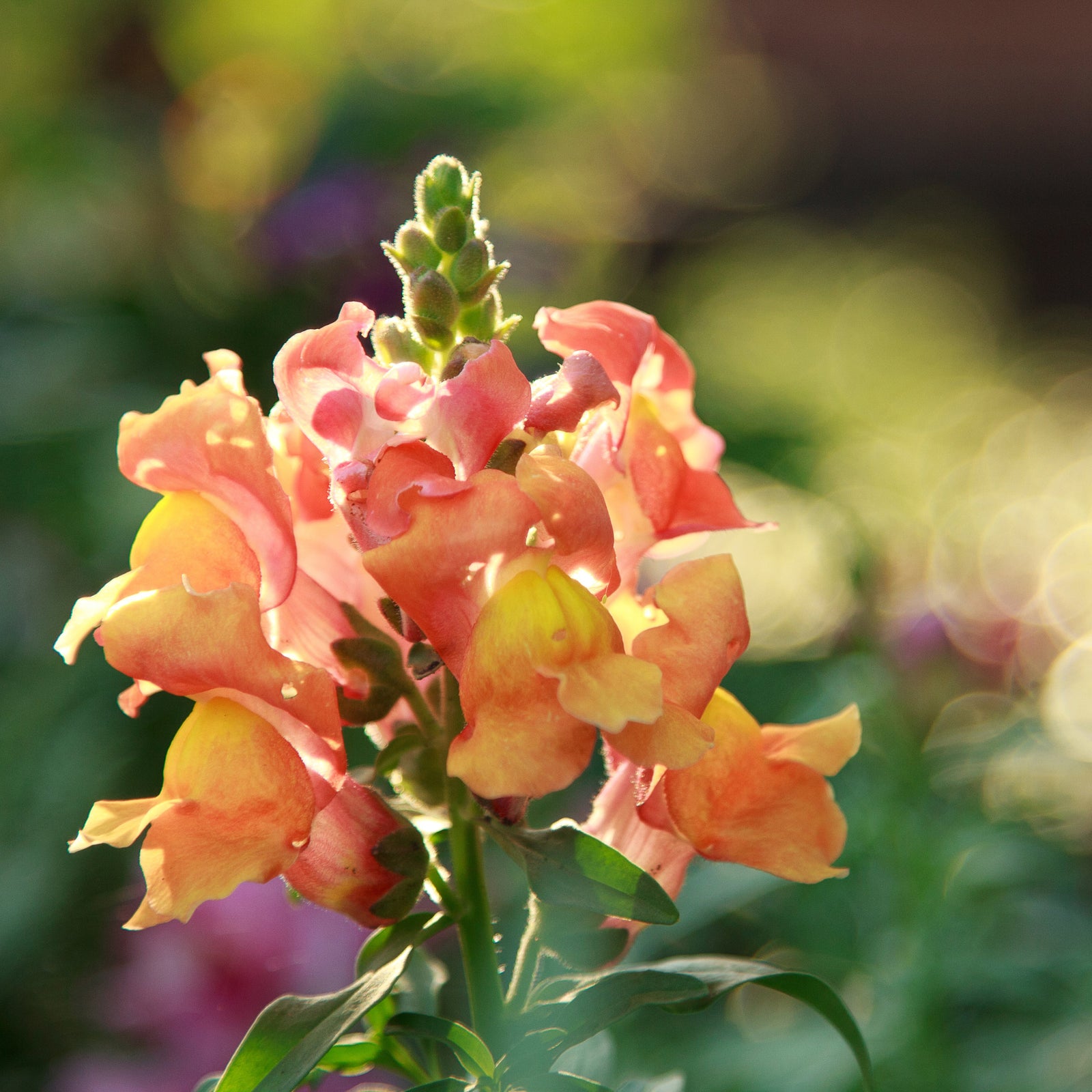 Orange Snapdragon in flower field, January 10, 2025