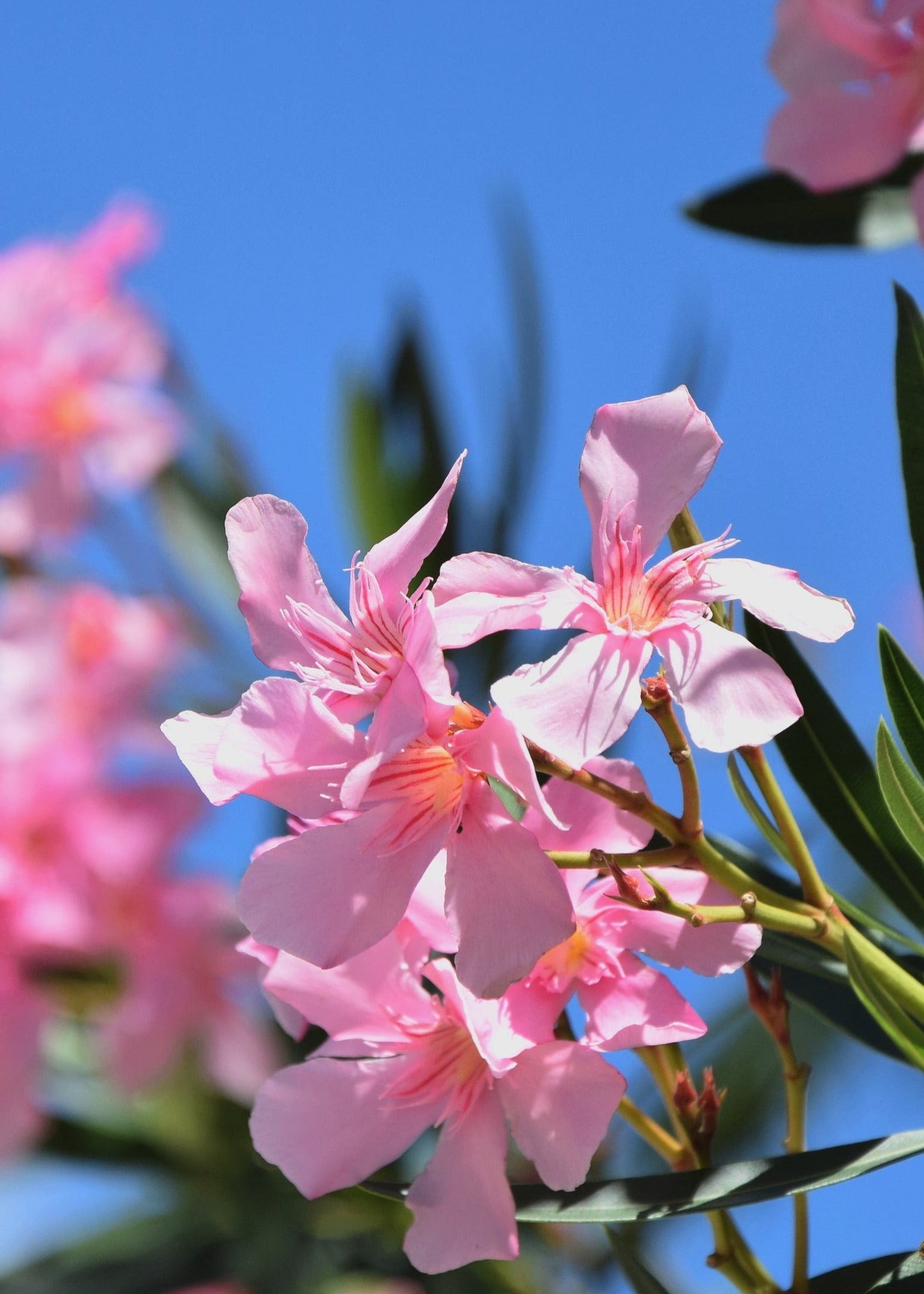 Light pink blooming flowers against a blue sky