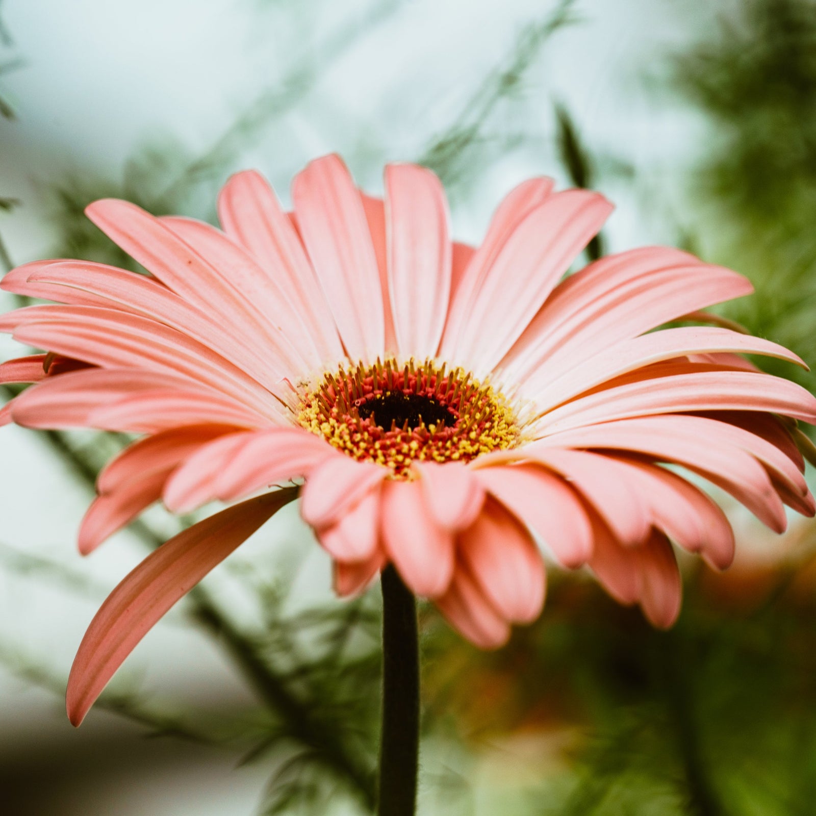 Light pink gerbera daisy flower