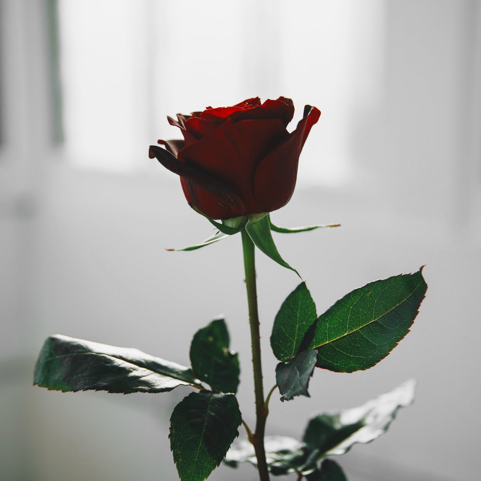 Single red rose in white light